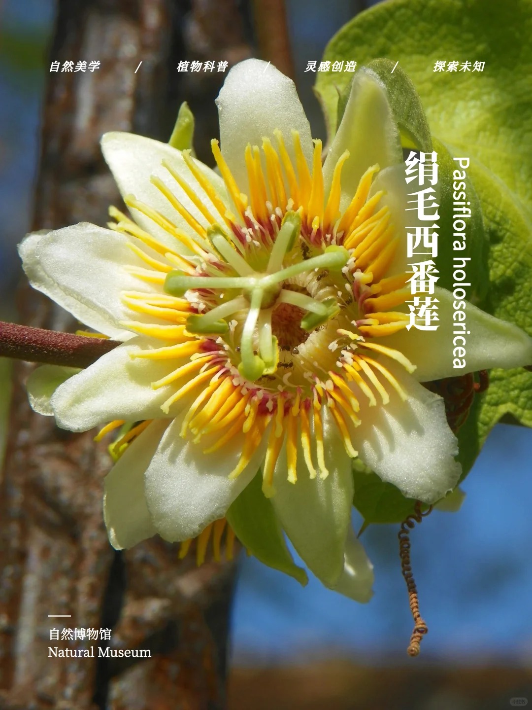 绢毛西番莲(passiflora holosericea)生态习惯