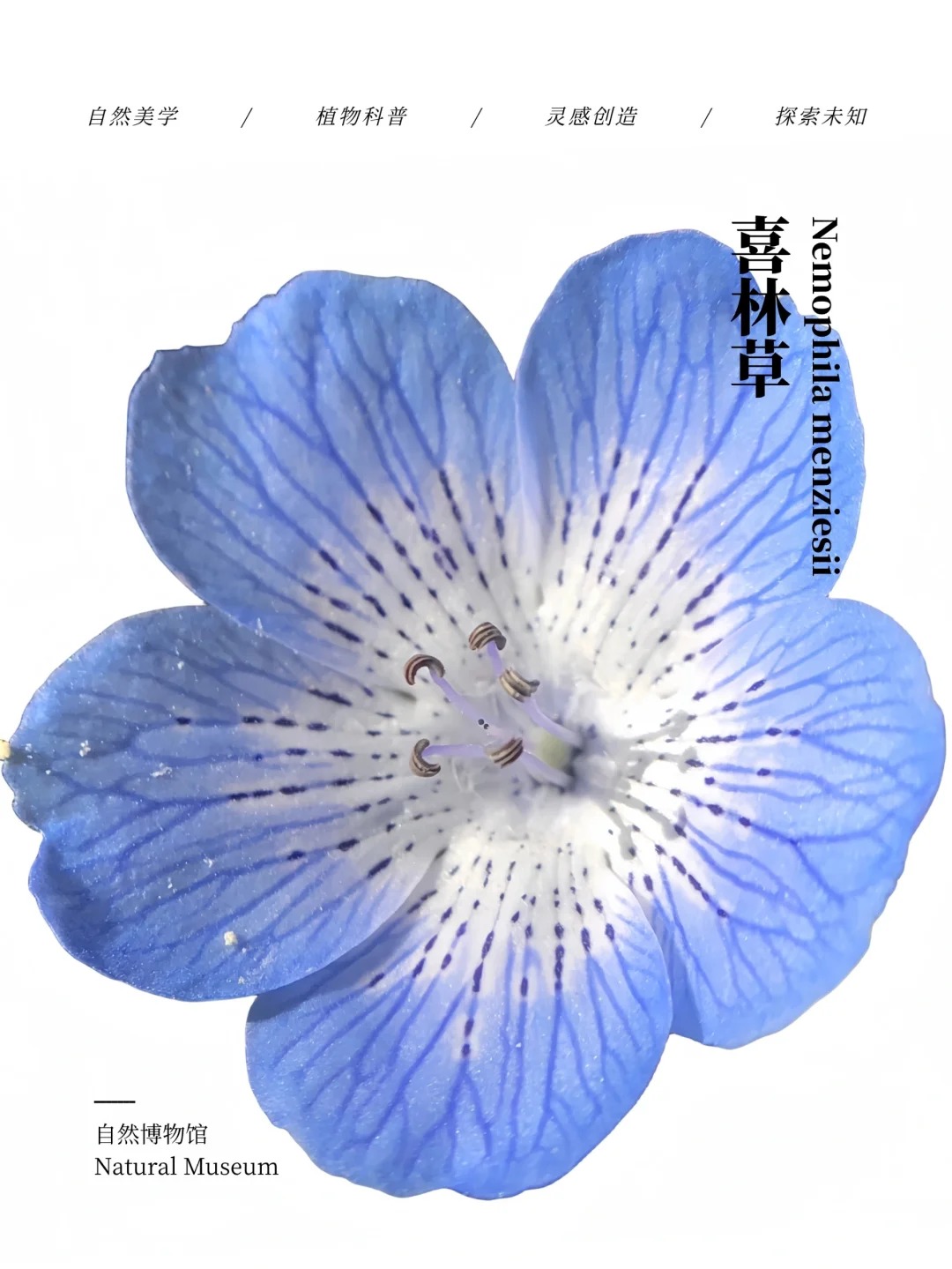 春游记|春天里的小精灵