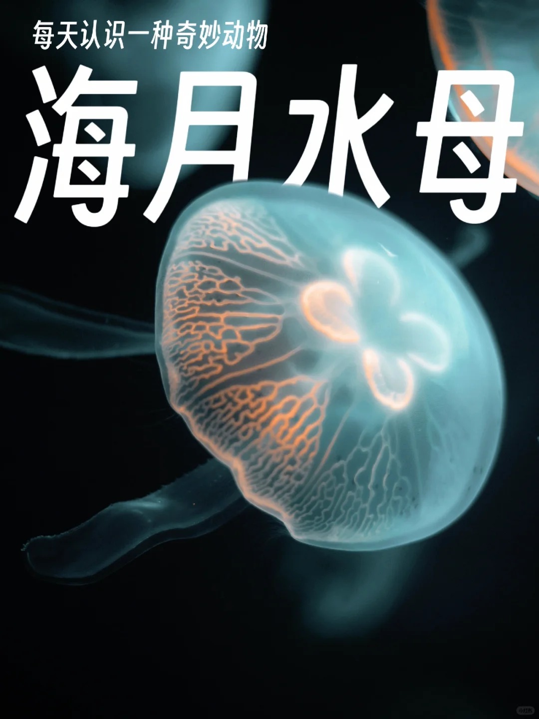 每天认识一种奇妙动物038 幸运四叶草水母啊!