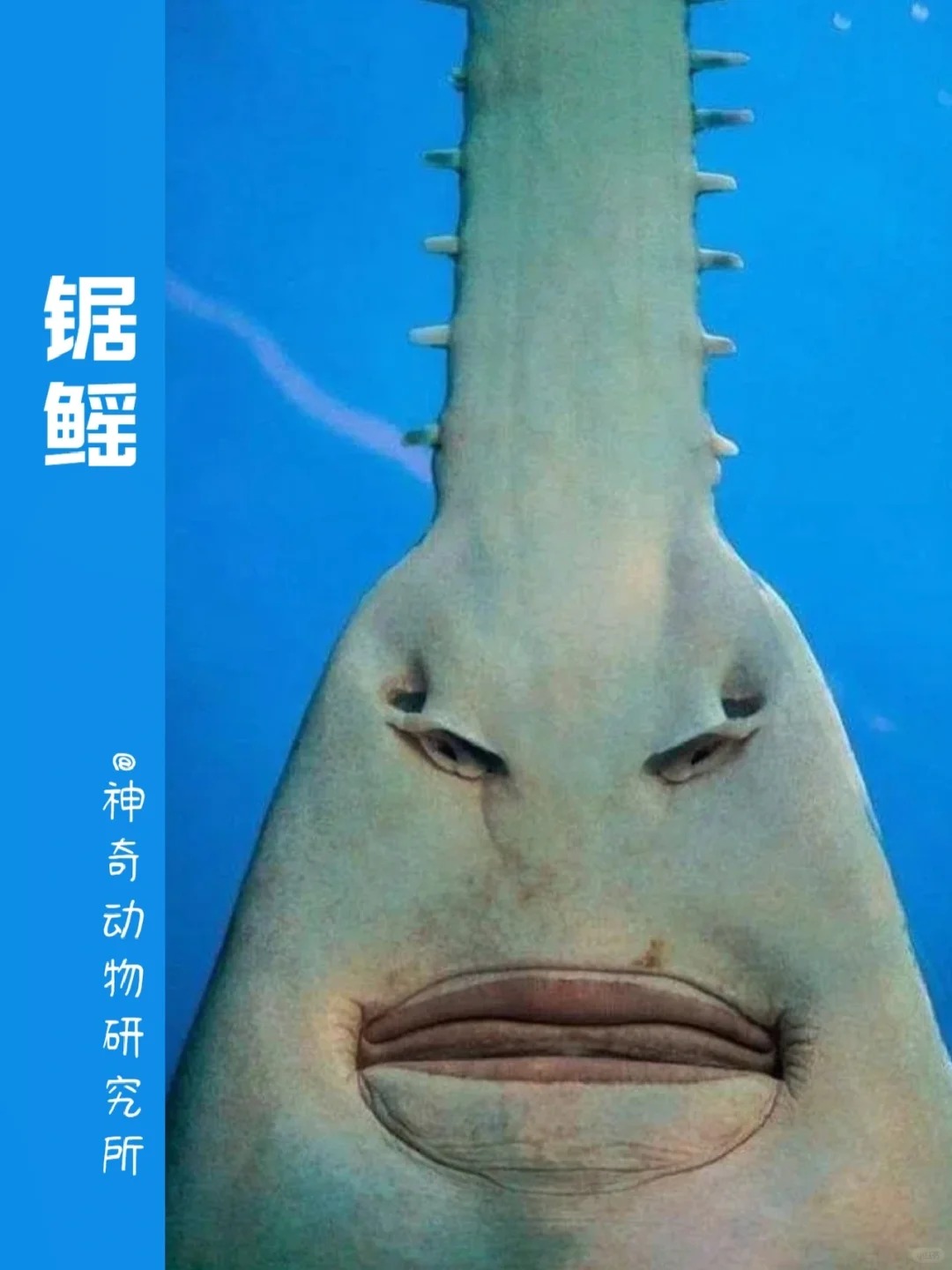 每天了解一种趣味动物锯鳐 中文名:锯鳐 英文名:pristis pristis 别名