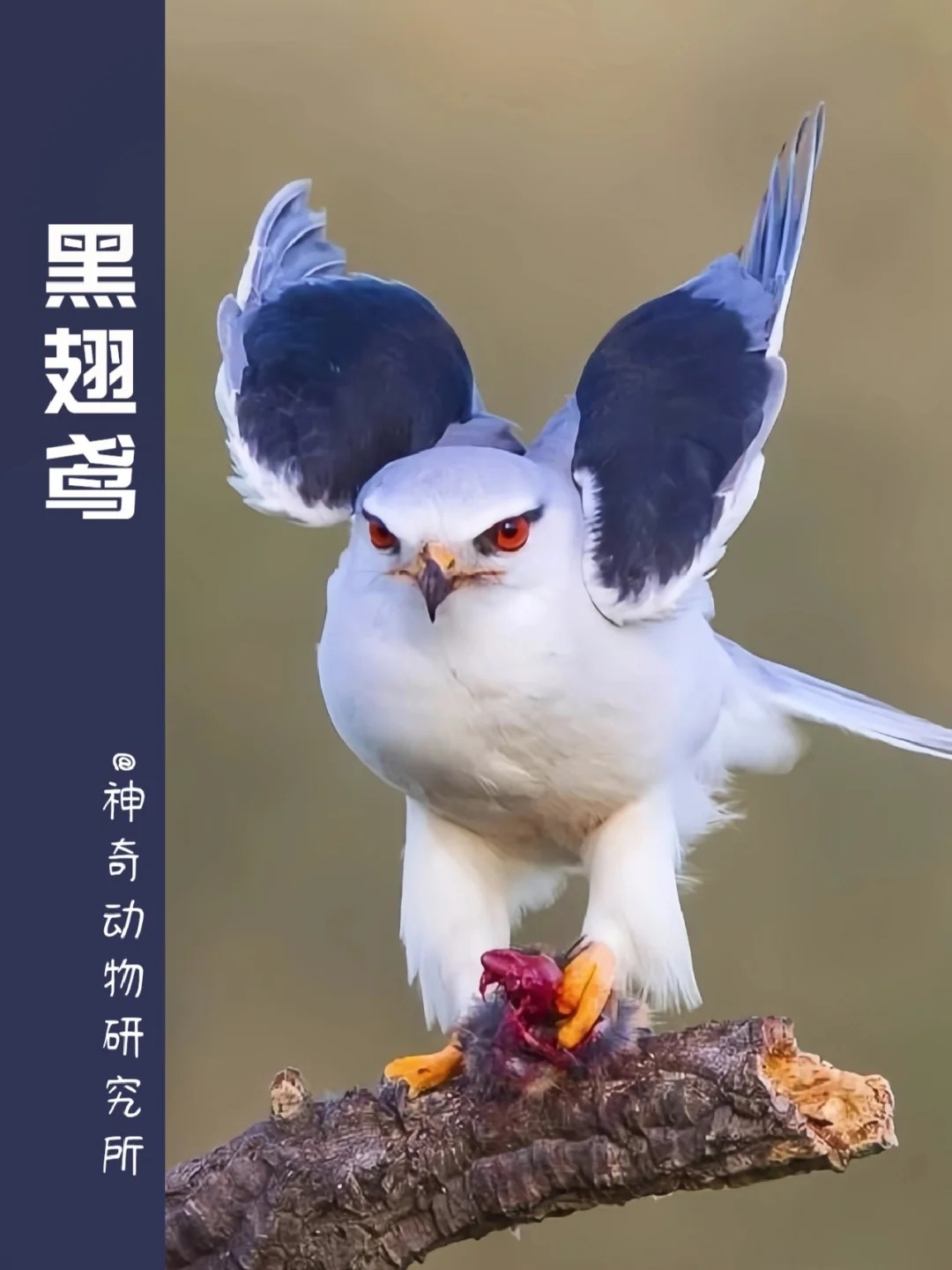 每天了解一种趣味动物黑翅鸢 中文名:黑翅鸢 拉丁学名:elanus caerule