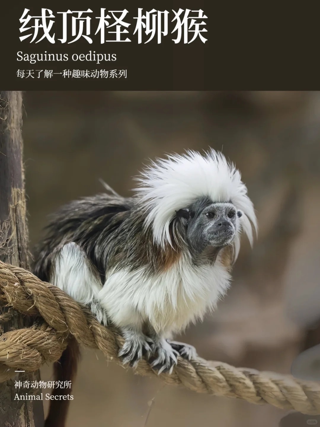 每天了解一种趣味动物绒顶柽柳猴 中文名绒顶柽