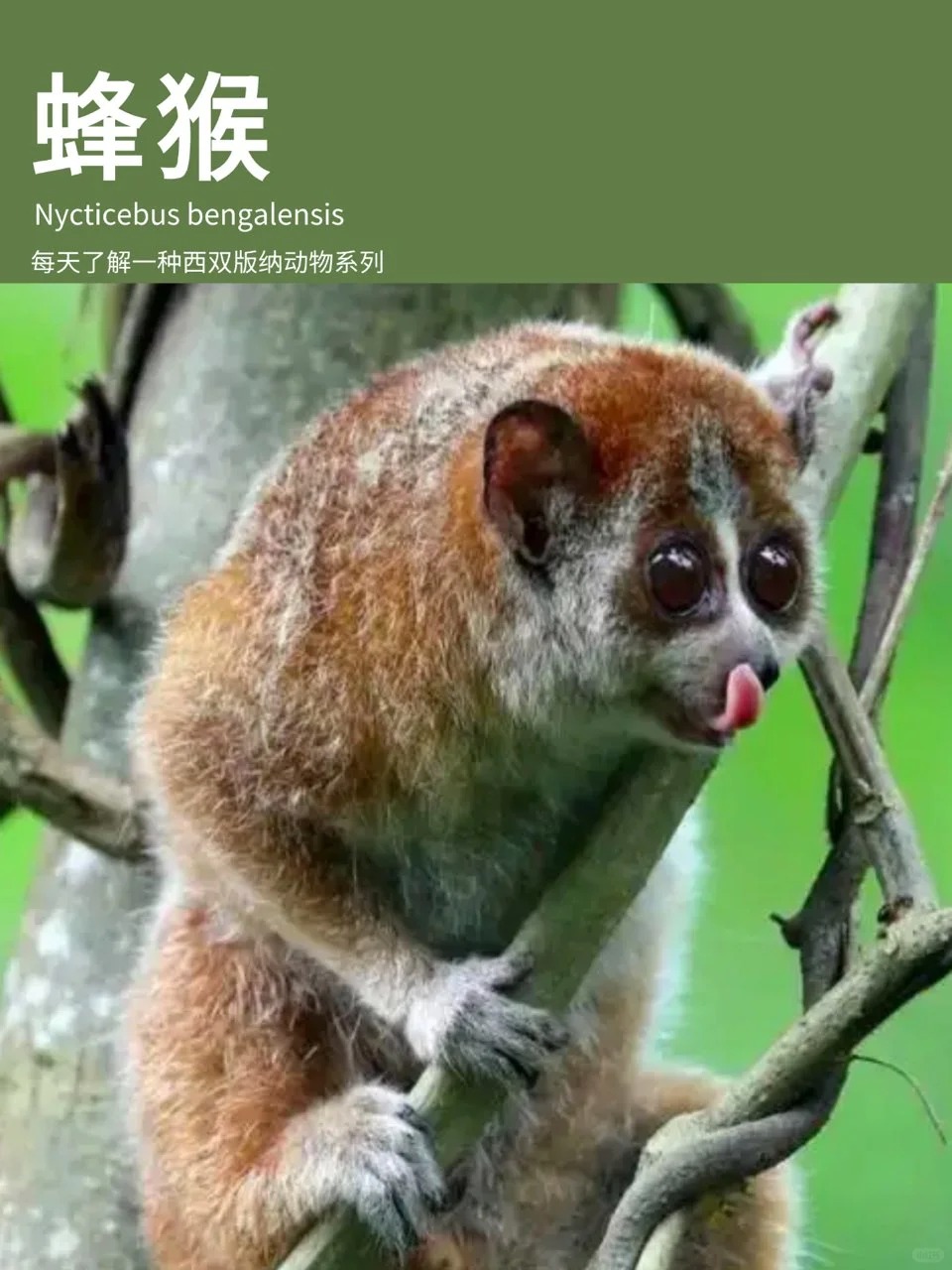 nycticebus bengalensis_,别名懒猴,风猴. 2