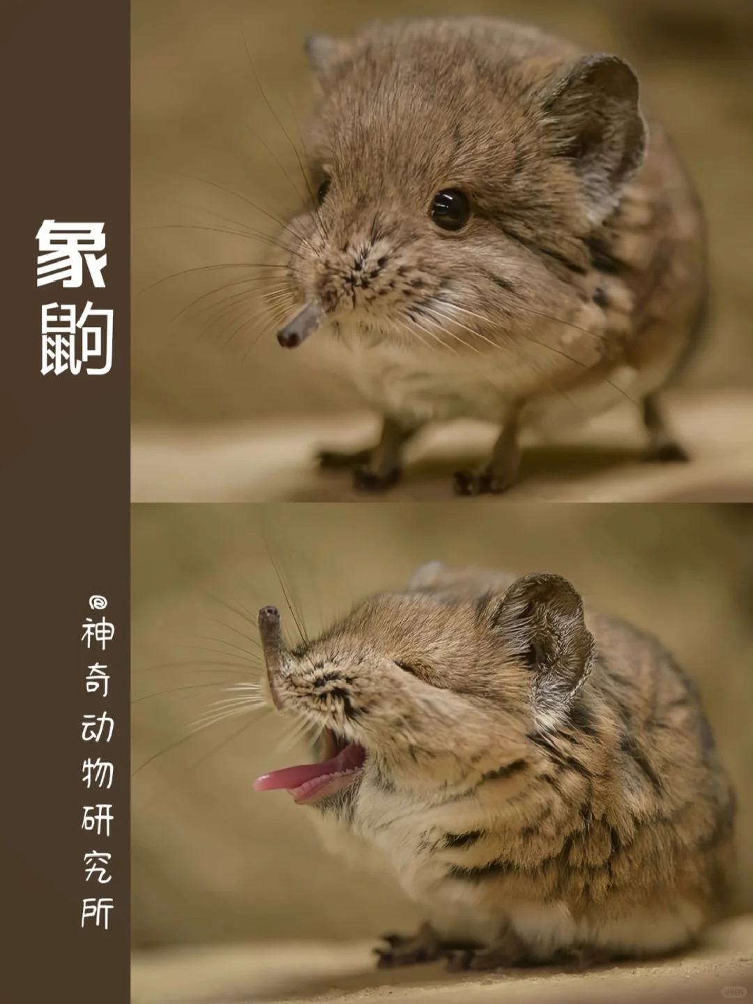 每天了解一种趣味动物象鼩(qú) 中文名:象鼩(qú) 拉丁学名:rhynchoc