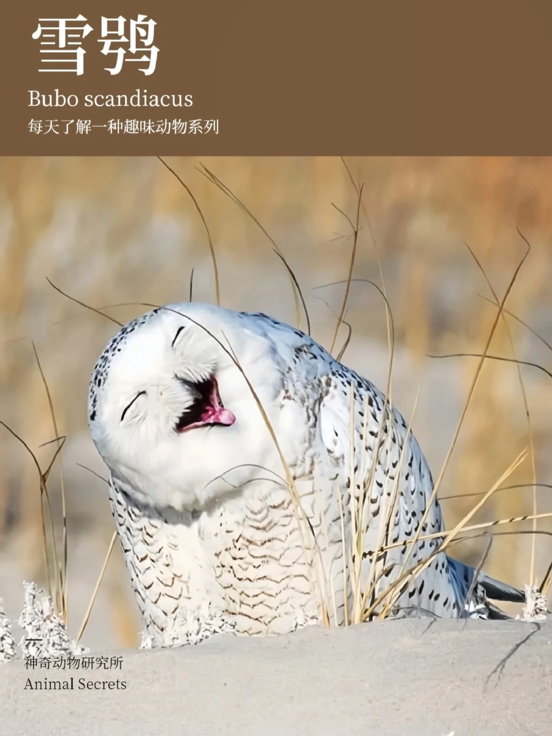英文名:bubo scandiacus 别名:雪枭,白猫头鹰