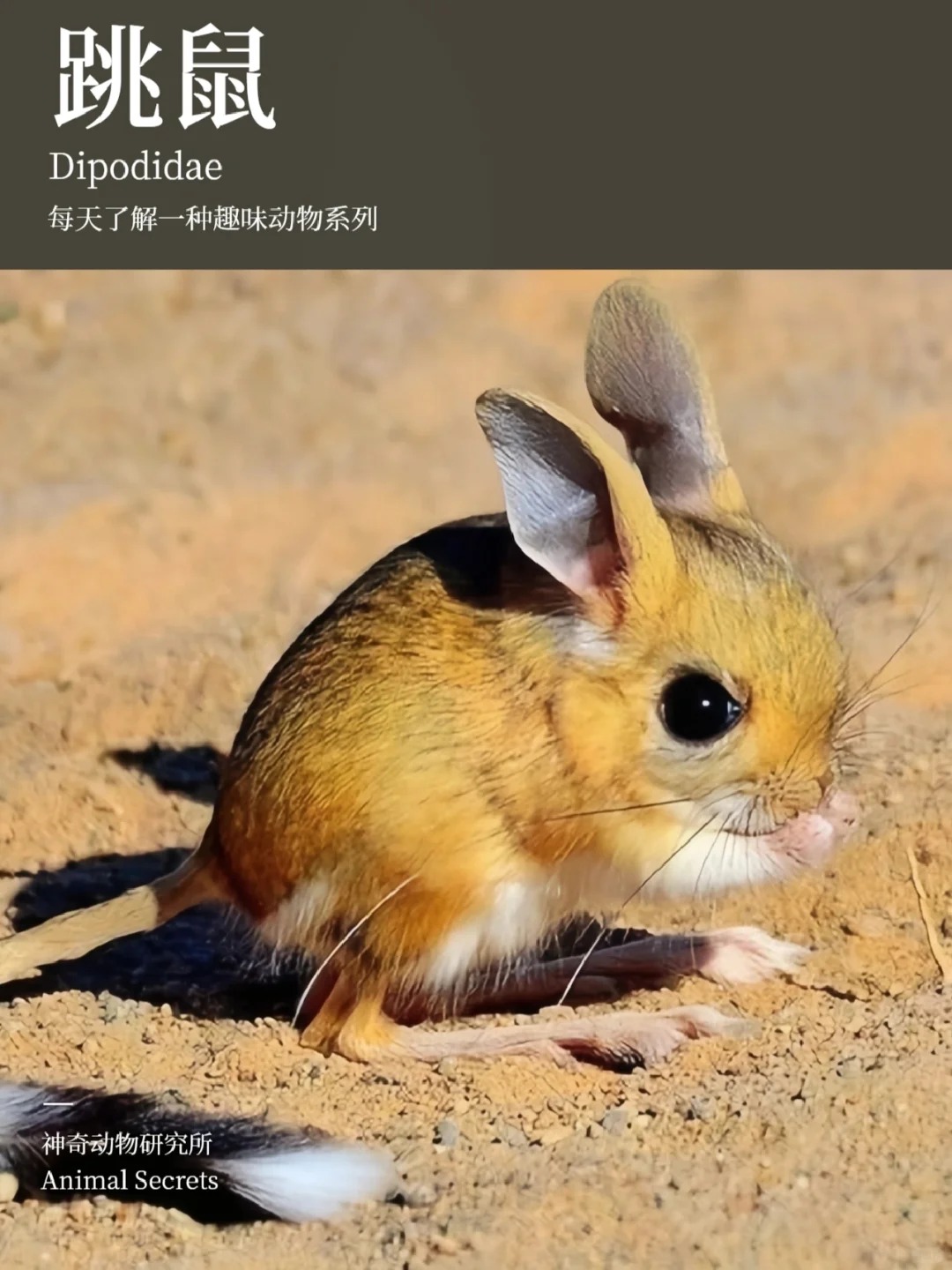 每天了解一种趣味动物跳鼠 中文名:跳鼠 拉丁学名:dipodidae 别称:跳