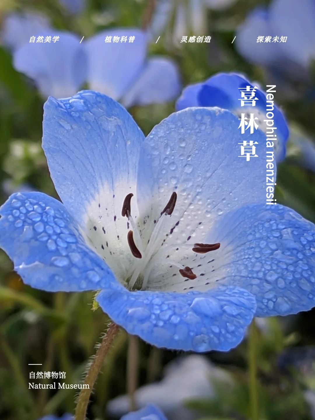 苍月草真实存在辛美尔故乡苍月草的原型