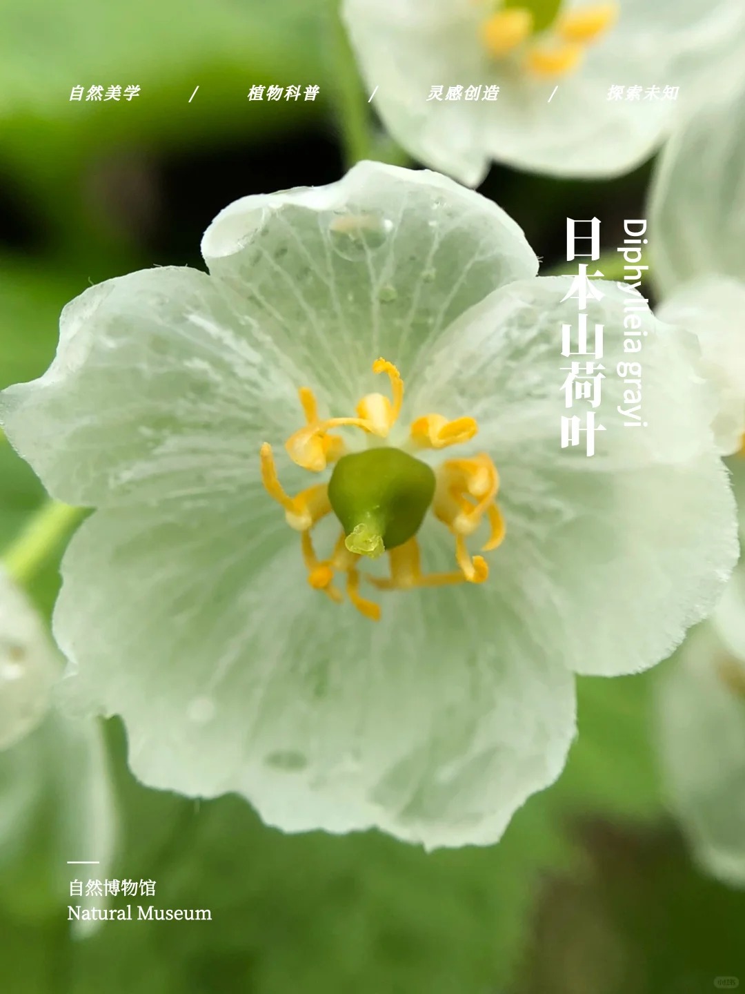  山荷叶图片常见白色草本花卉山荷叶的叶子日本草图片与功效作用37