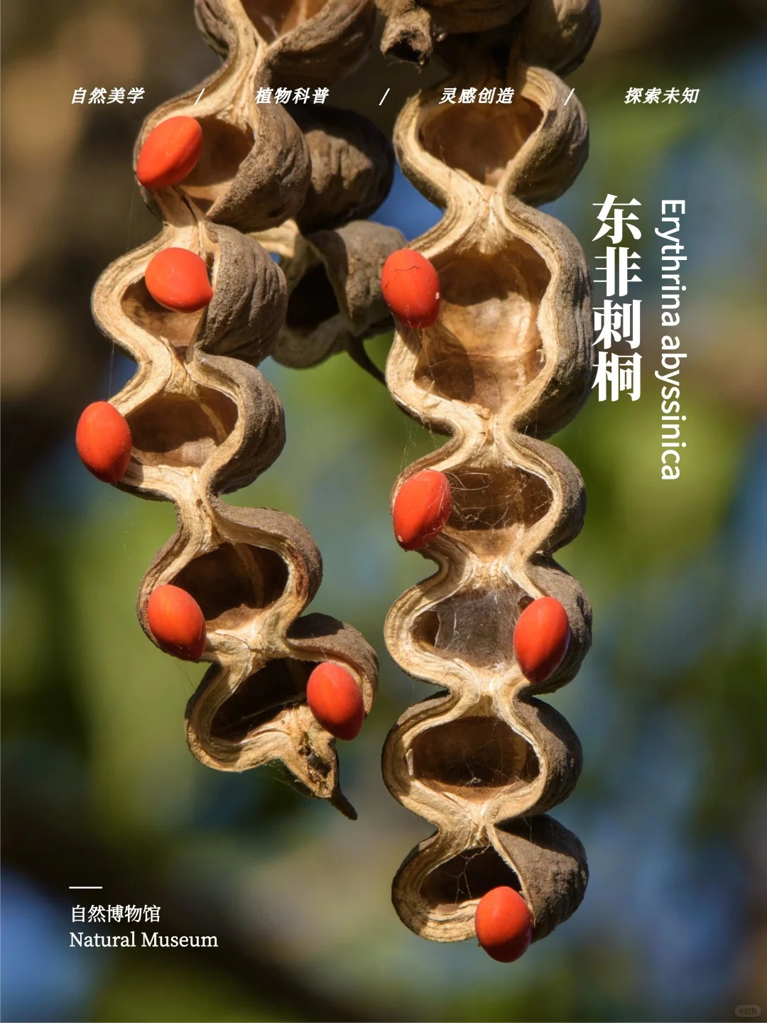 东非刺桐以红为名的植物