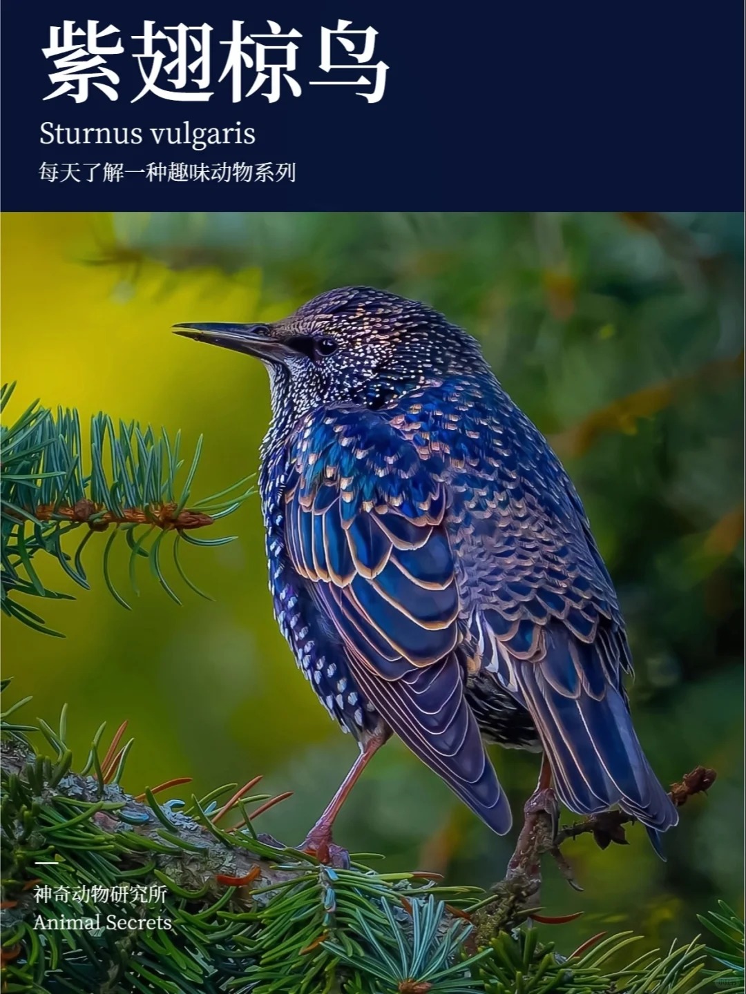 中文名紫翅椋鸟 拉丁学名sturnus vulgaris 别名欧洲椋鸟欧洲八哥