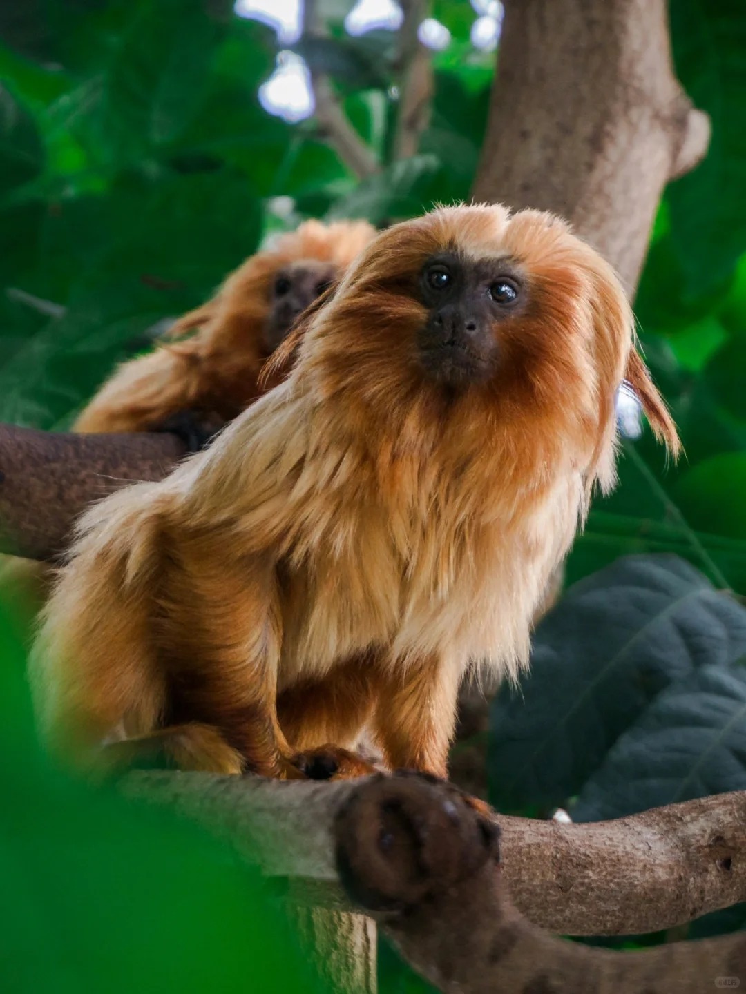 金狮面狨,也叫金狨,是卷尾猴科的一种新世界猴