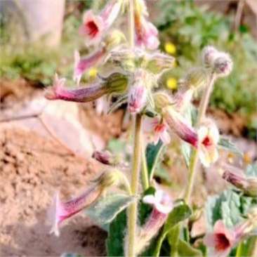 我们都叫它猪吗吗,上面那个喇叭花拔下来可以用嘴吸,有股甜甜的味道