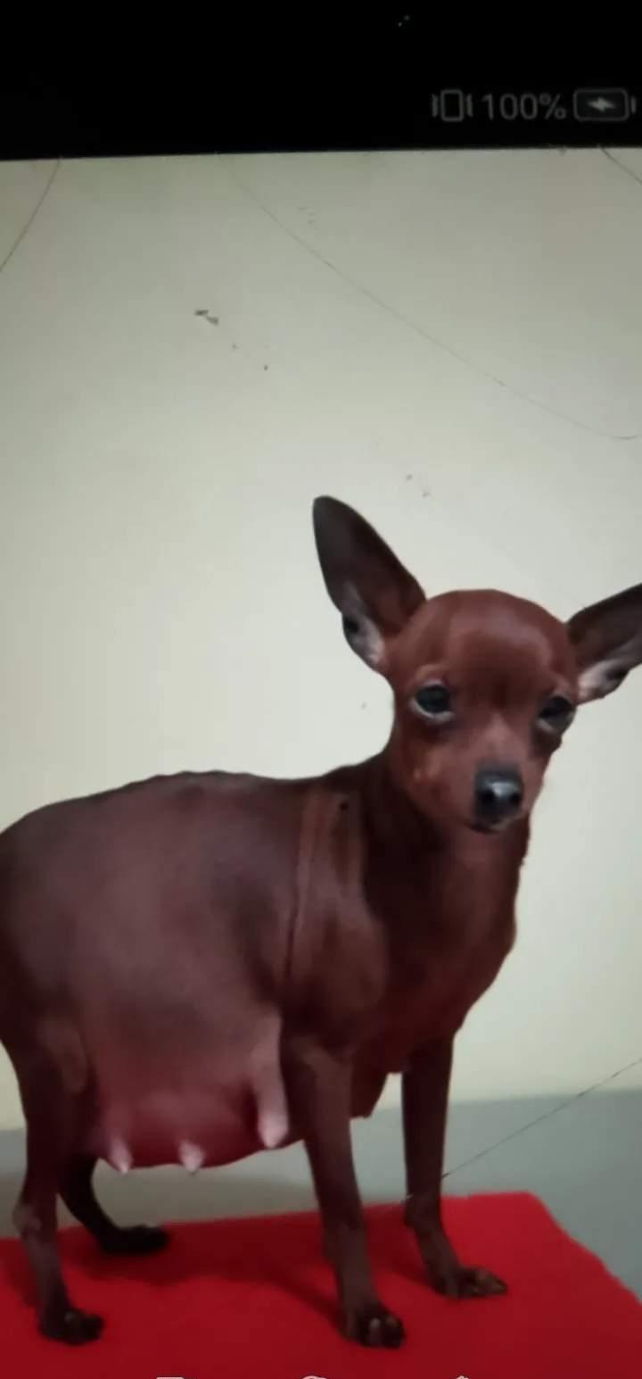 昨天买了个怀孕5个月的小鹿犬,卖狗的张嘴给我要3000元,我也不好意思