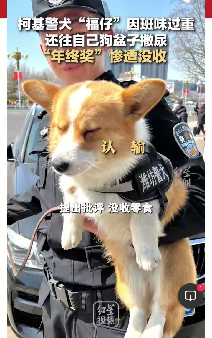 近日,山东潍坊的警犬福仔因为"班味过重"和狗盆中撒尿等不良行为