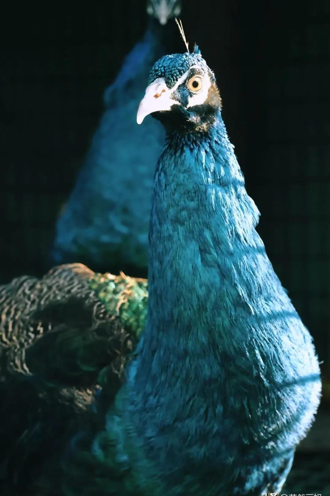 这8只孔雀能活下来,肯定是奇迹