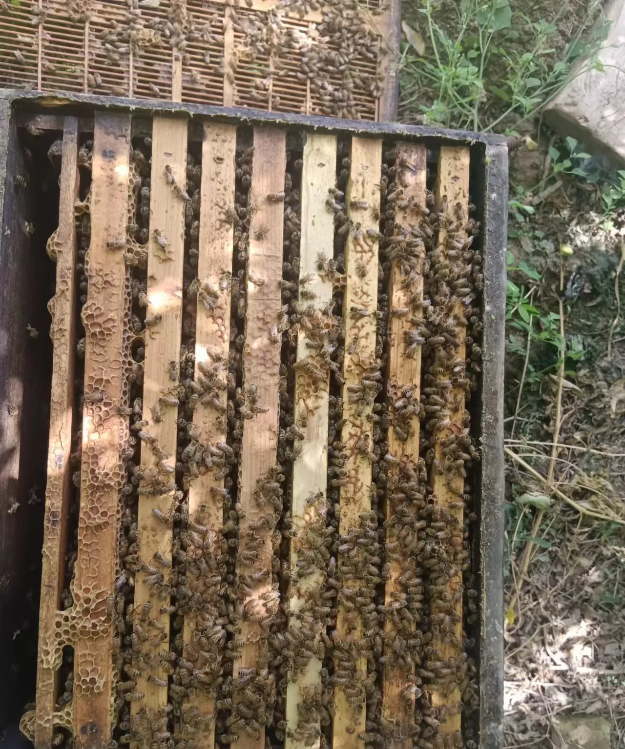 土蜂蜜会结成硬块吗(土蜂蜜会沉淀吗)