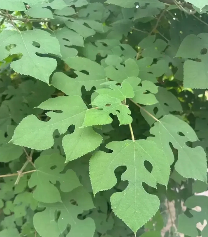我昨天去表姐家,发现她家屋旁水沟边有棵树,它的叶子太奇怪啦!