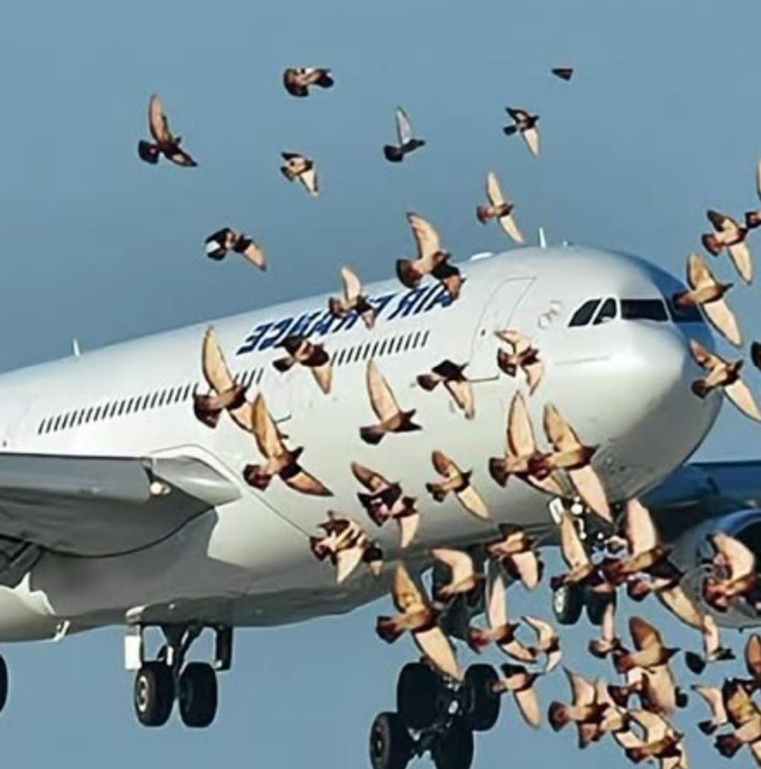 我国研发c919客机时,首先就碰到了鸟撞强度的问题