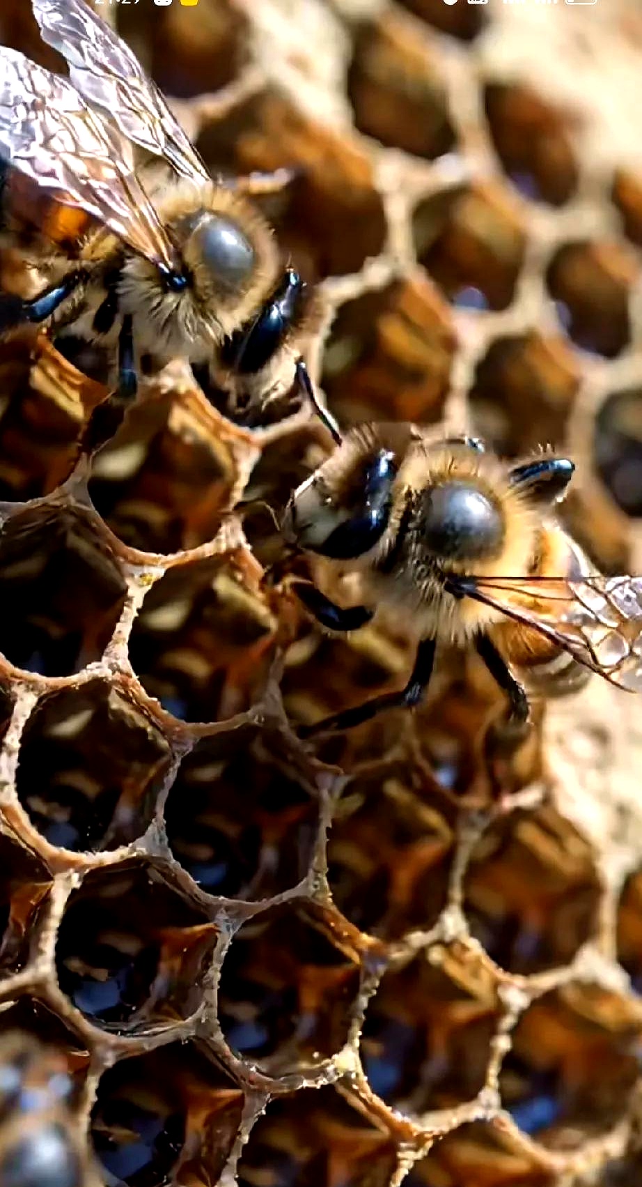 梦见蜂蜜和蜂巢在山上(梦见山上好多蜂蜜) 梦见蜂蜜和蜂巢在山上(梦见山上好多蜂蜜)
