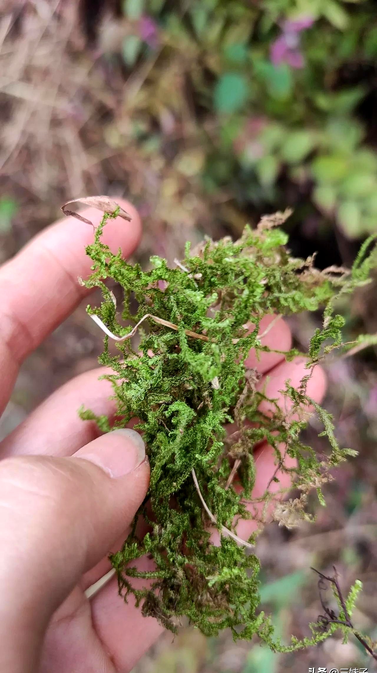 这种植物的样子有点像是伸筋草的缩小版