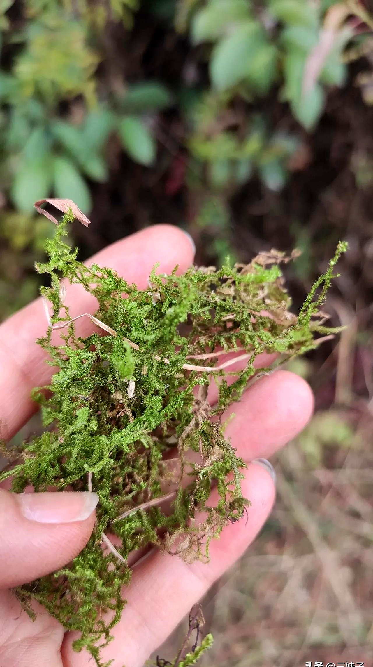 这种植物的样子有点像是伸筋草的缩小版