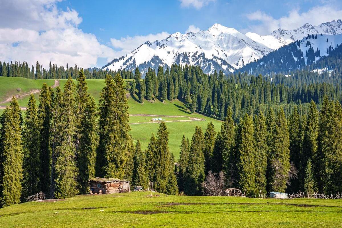 天山雪岭云杉林:新疆天山山脉那拉提山北坡的库尔德宁,拥有国内最大