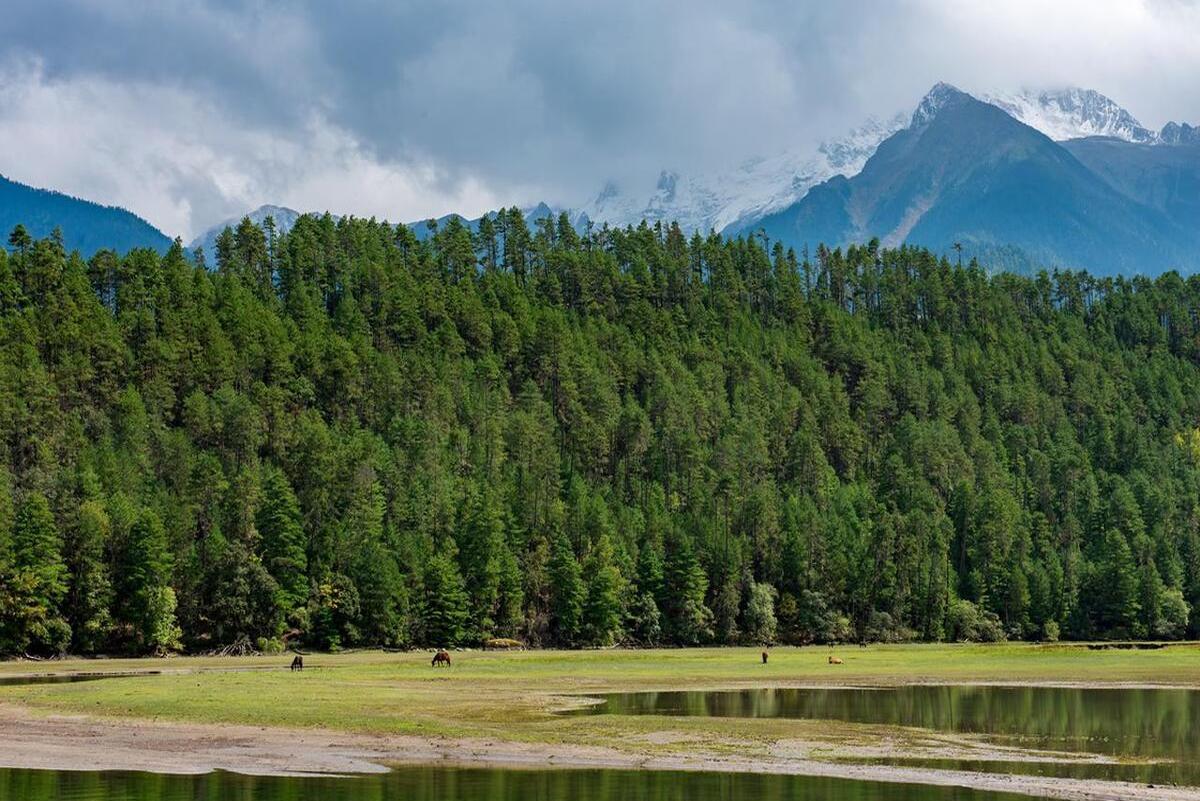 变绿的草地,云杉林和野生果树构成了一幅美丽的画云杉林新疆云杉林