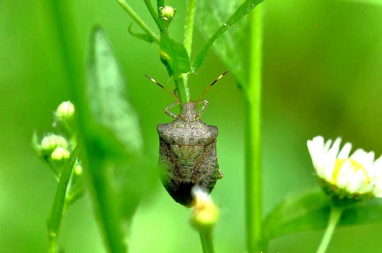 其实蝽是一个大家族
