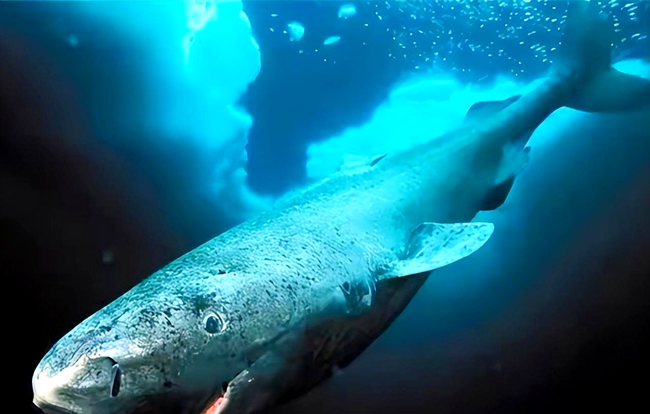 它们在海底深处悠闲自得,活了几百年,简直像是海洋的活化石