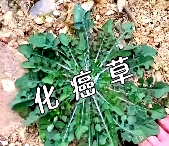 刷到一条视频,这种野菜竟然是癌草