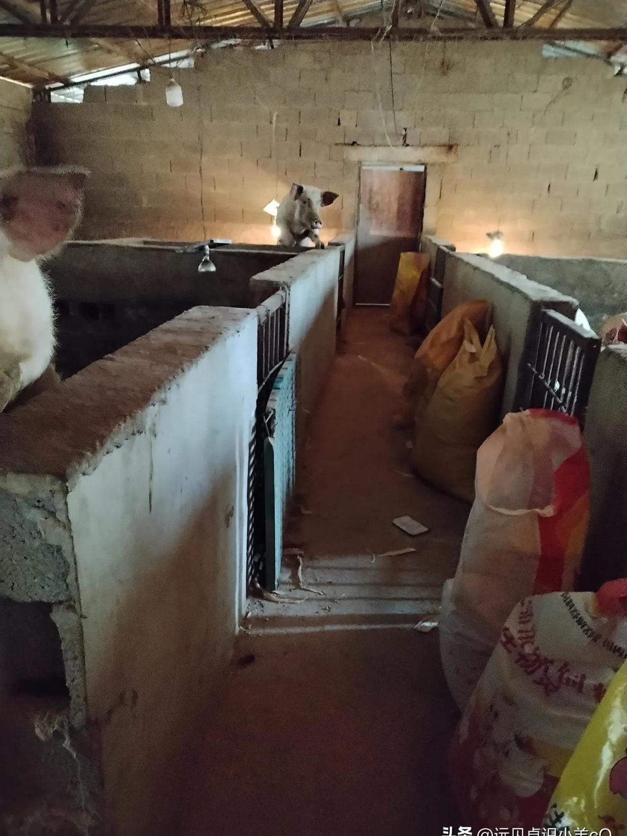 大家看这家女人厉害不,我的邻居,他家就是女人主导