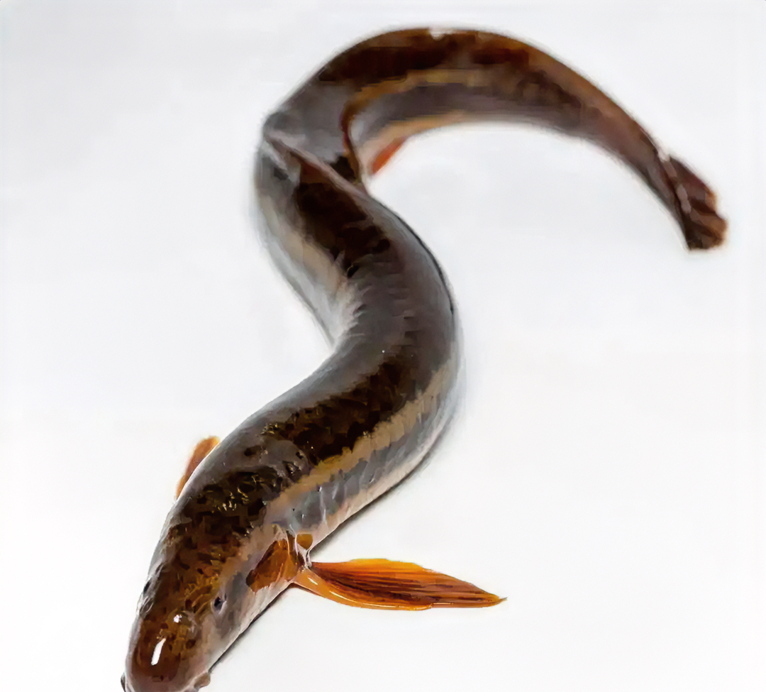 想一觉睡到天亮,就猛吃以下这些食物:沃柑,小米,香