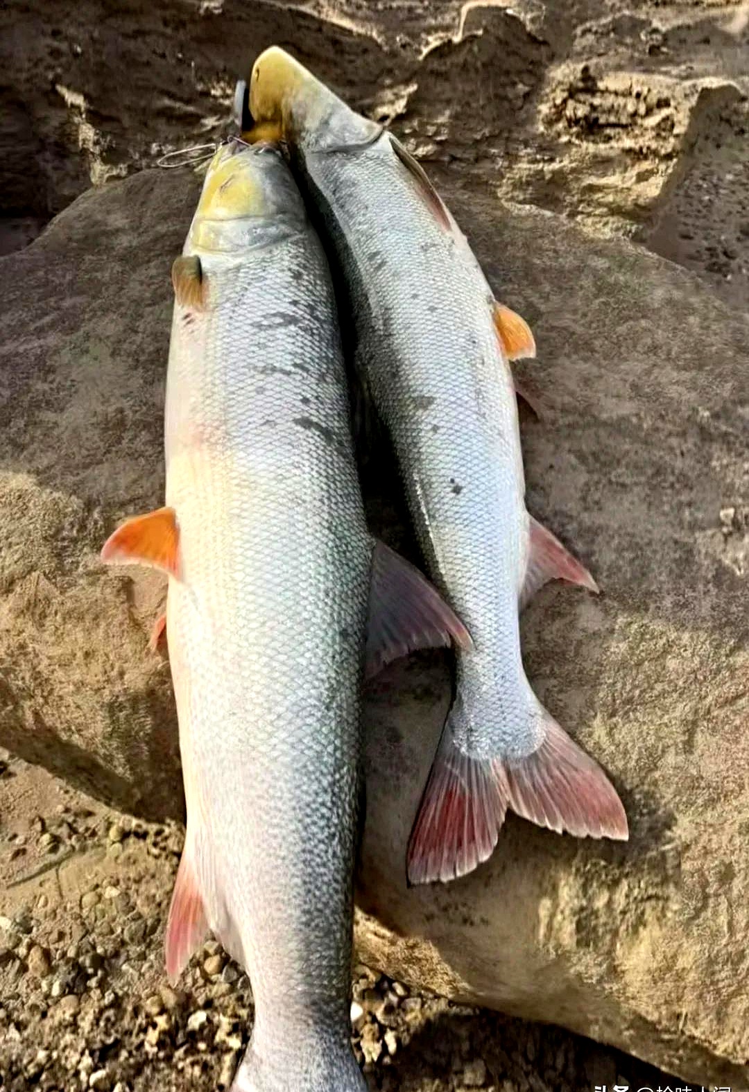 长江鳡鱼图片长江鳡鱼鳡鱼最大纪录鳡鱼图片大全尺鱼鳡鱼放冰箱图片