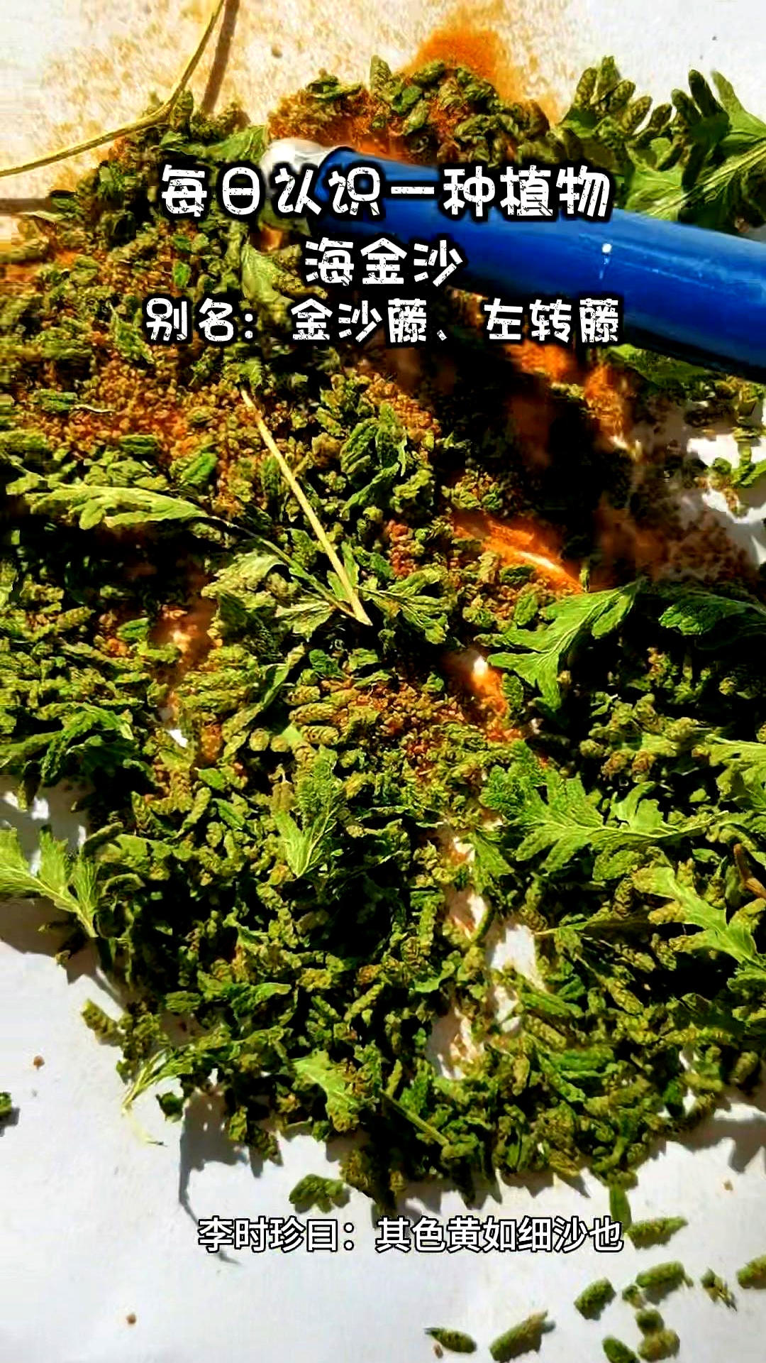 植物图片海金沙的图片海金沙草药图片及功效海金沙图片 药材海金沙草