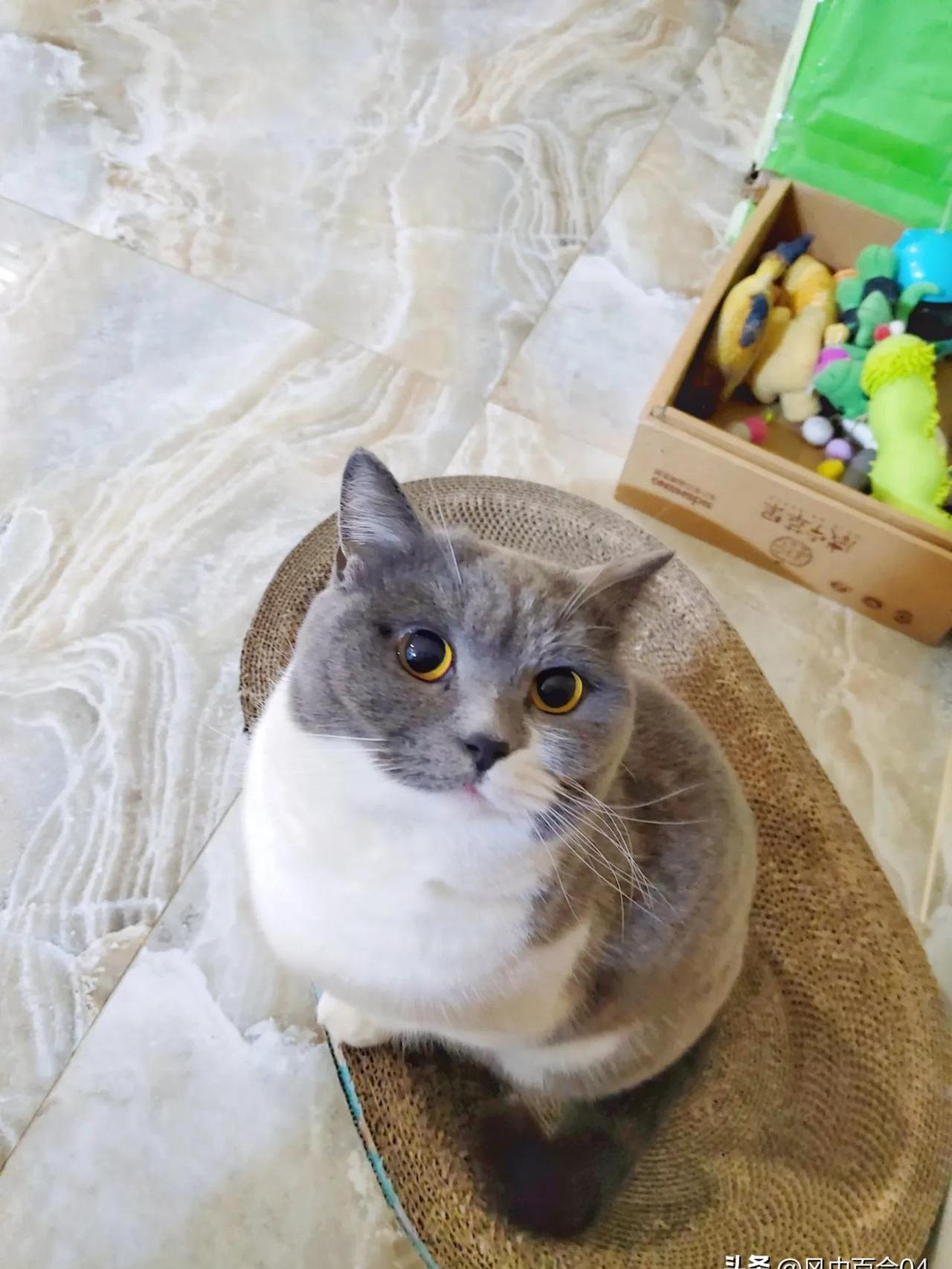 最近不知道有什么原因,口腔又开始溃疡了,这次溃疡的