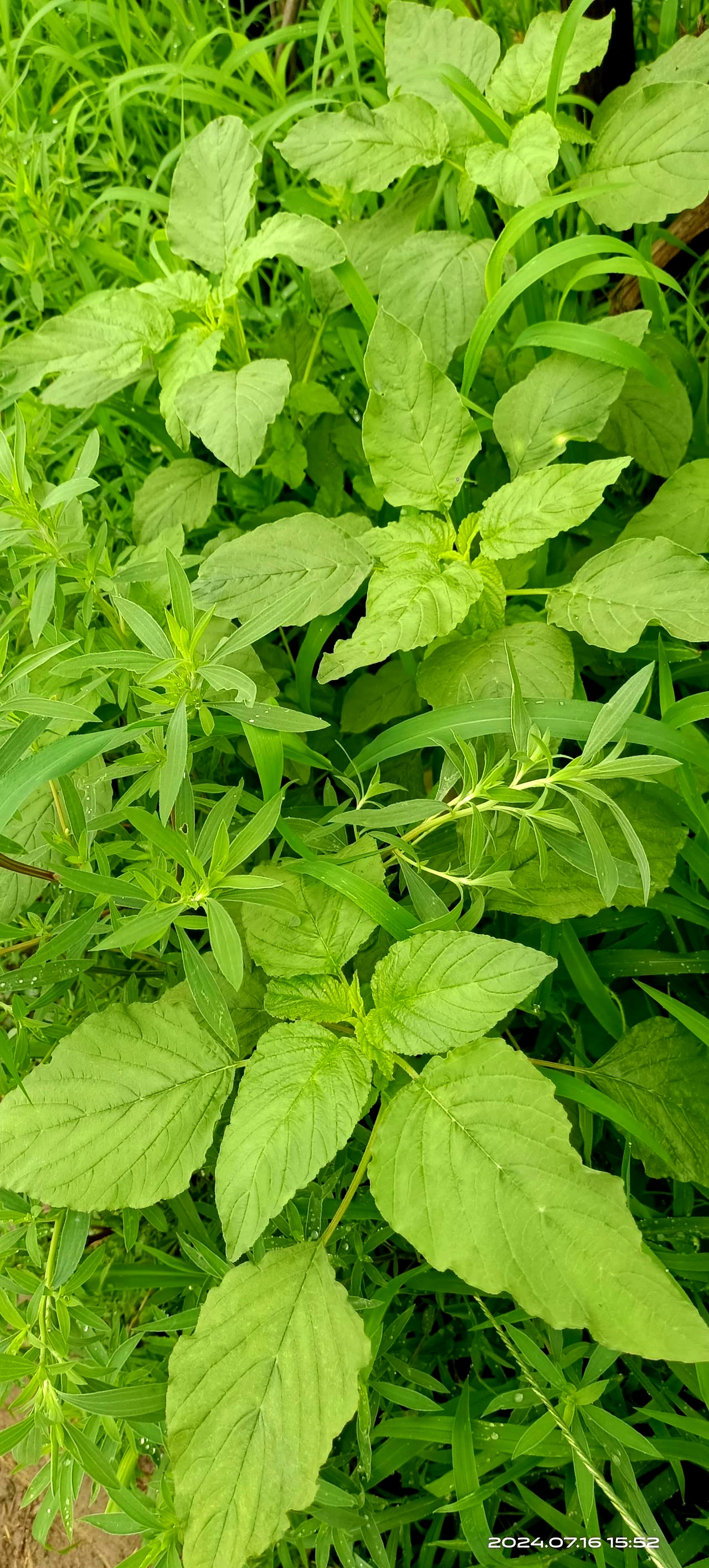 春食野菜正当时,人间有味是清欢