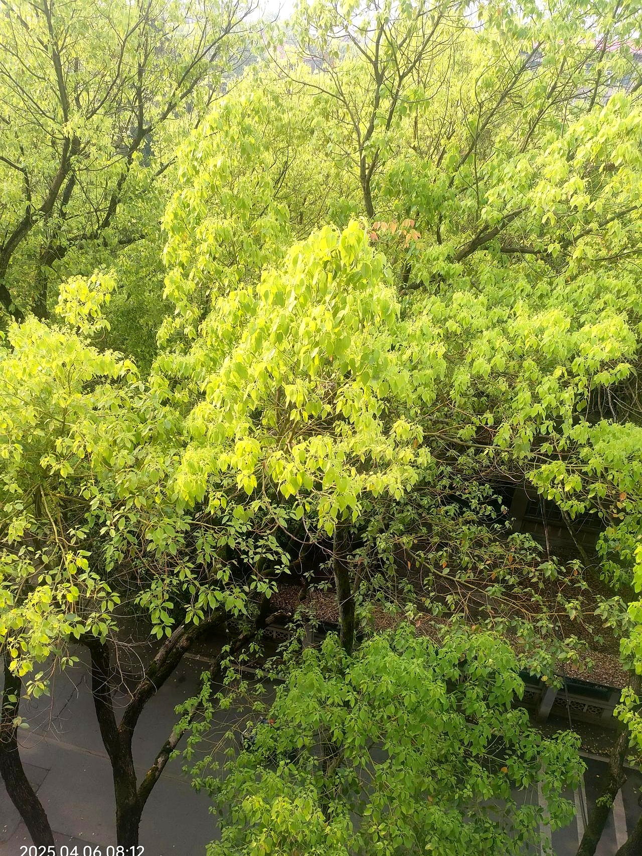四季常青的″香樟″树