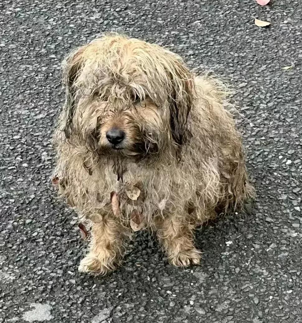 好在手机找到了,却看到了一幕奇怪的景象:一只流浪狗正在吃坟前的供品