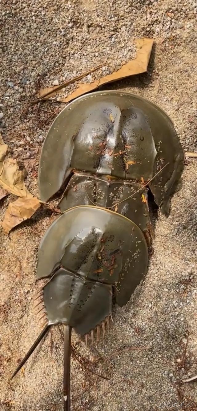 近日,一位福建游客在海边游玩时,偶然发现一个神秘怪生物