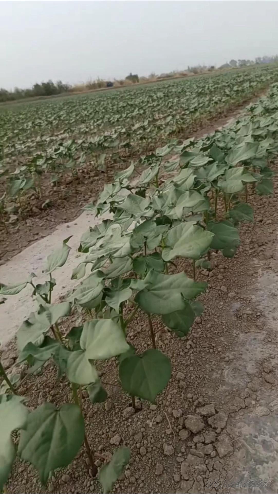 你们看呀,那可是老爸老妈亲手栽种的棉花苗呢!