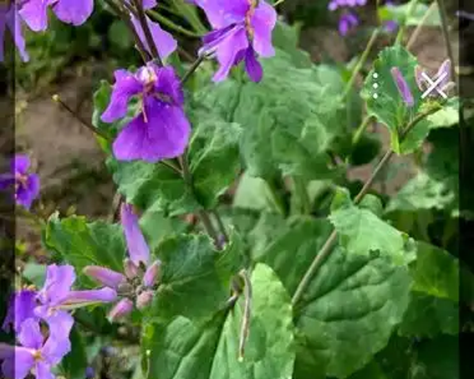 差不多长到10到50厘米,通常开花的时间是3到4月,果实大概诸葛菜果实