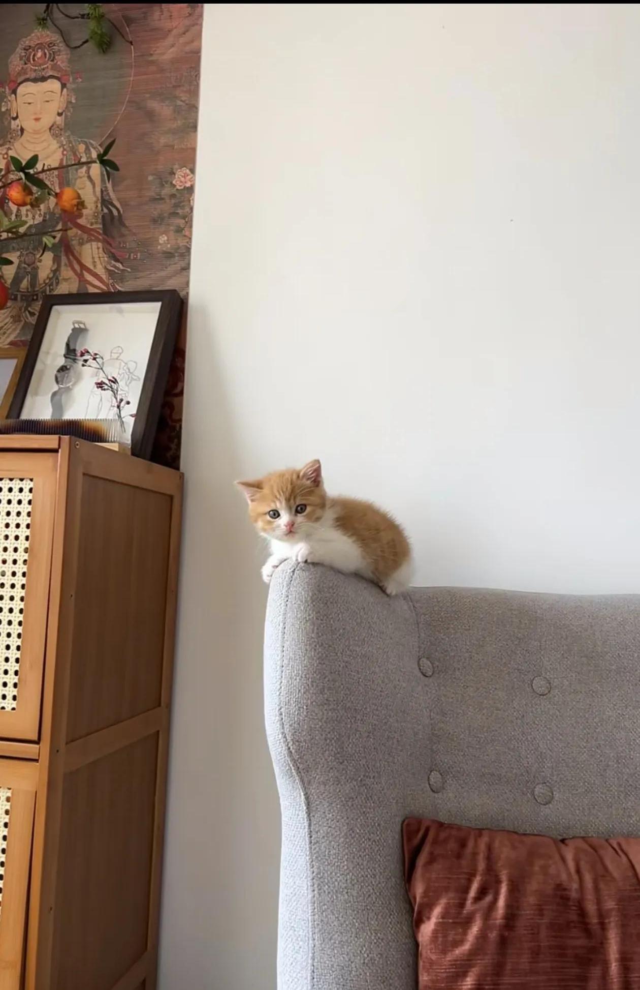 一进大姨家门我儿子就被嫂子家的小猫吸引住了