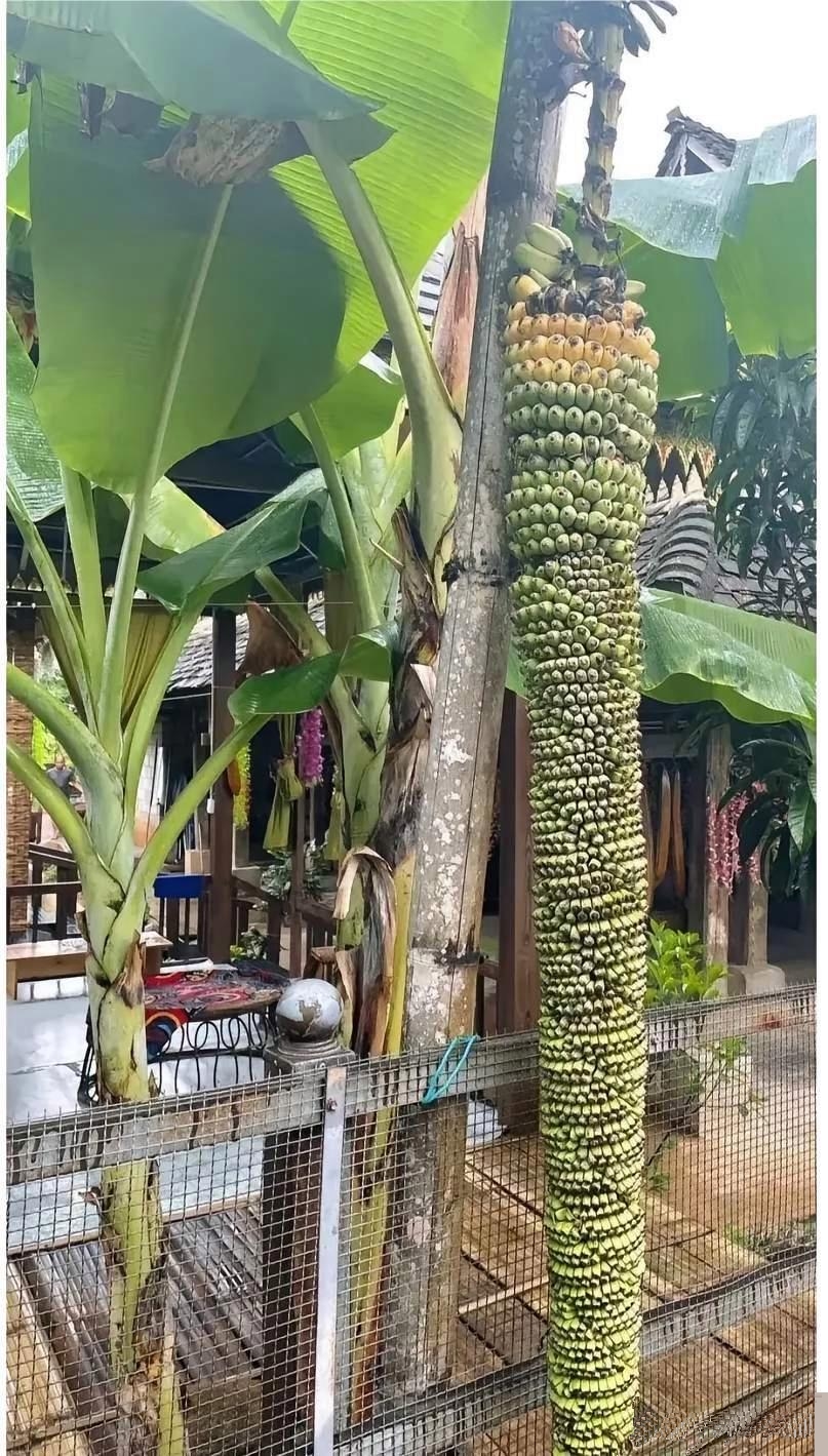 这一棵香蕉树,够一家人吃一年了吧?