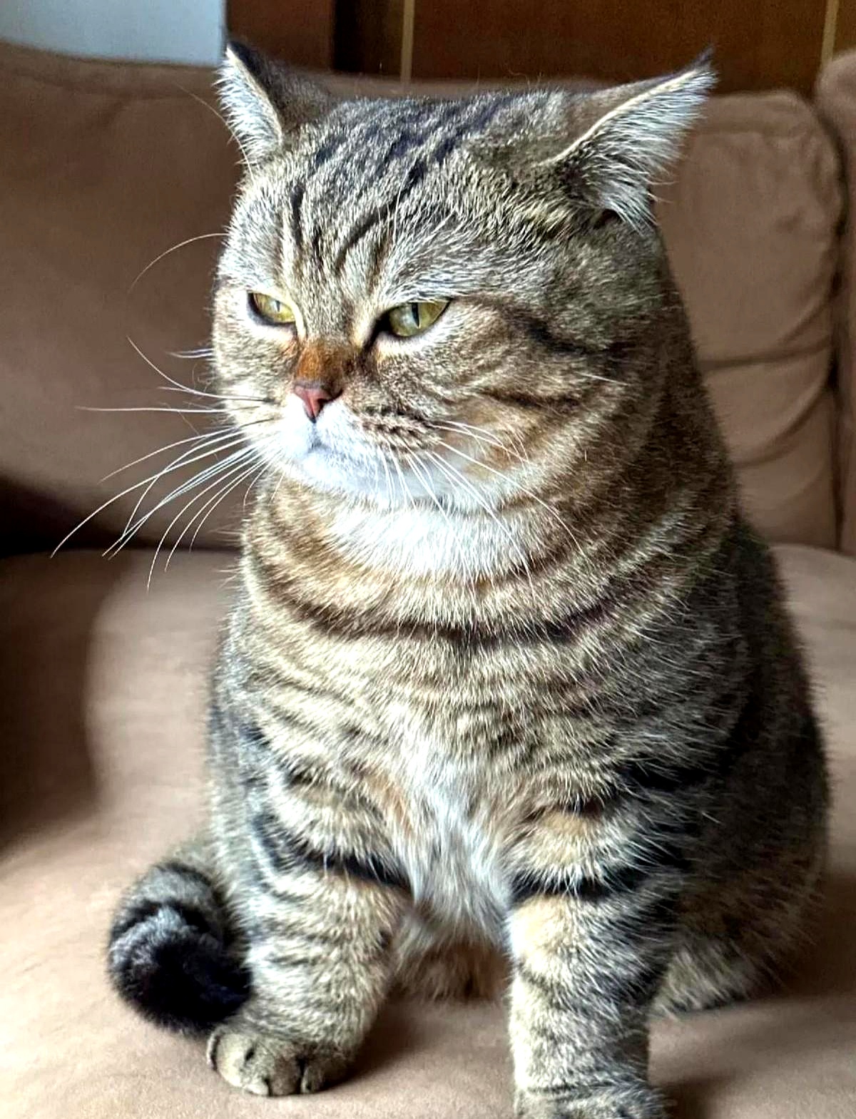 养狸花猫简直就跟养了只小恶霸一样无恶不作什么拖鞋全给你咬成半截