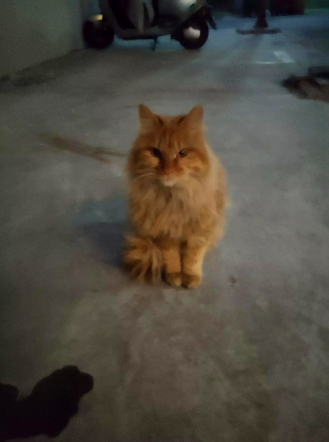 这只大黄和其他猫不太一样,毛很长,好像是宠物猫,应该是被遗弃的