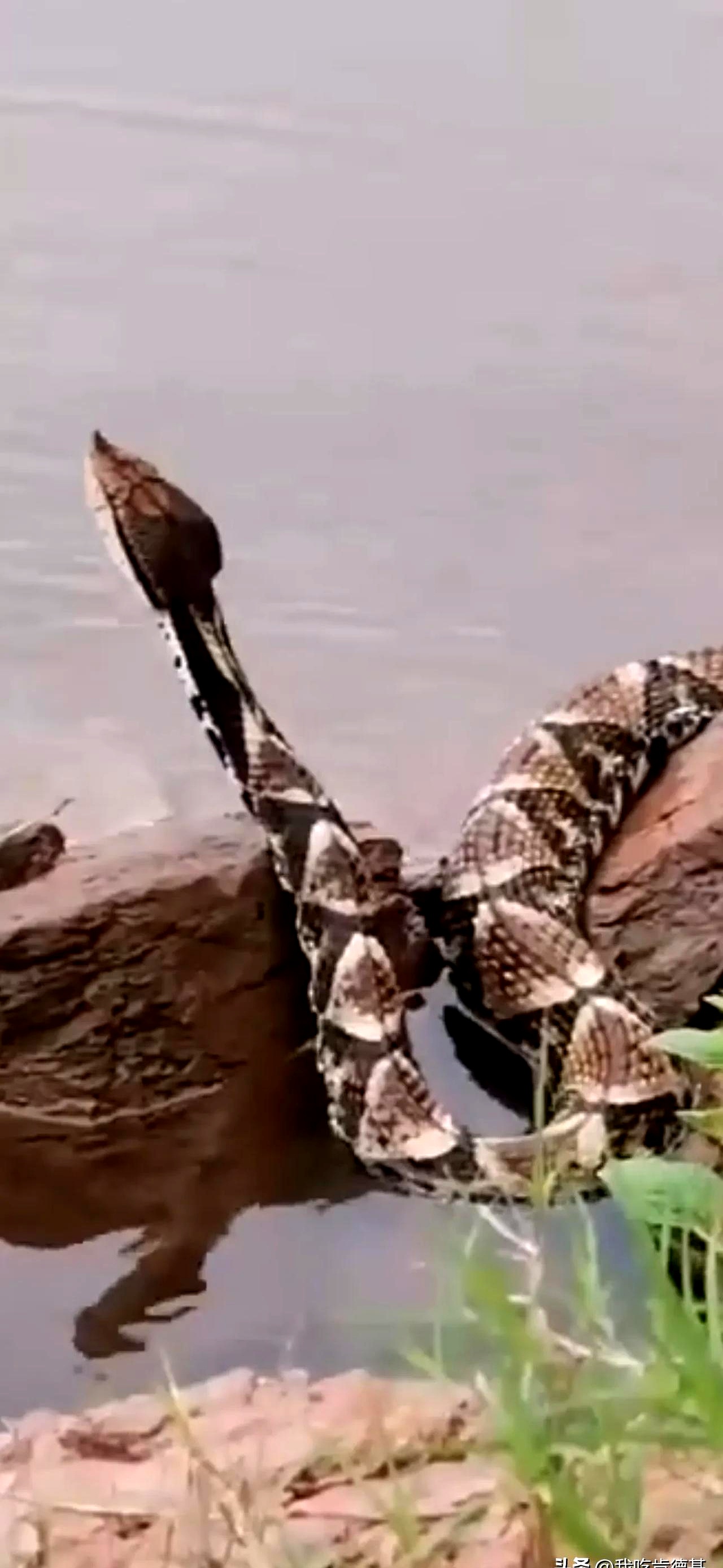 广东清远,有村民去水库钓鱼时,意外拍到条比手臂还粗的翘脑袋怪蛇