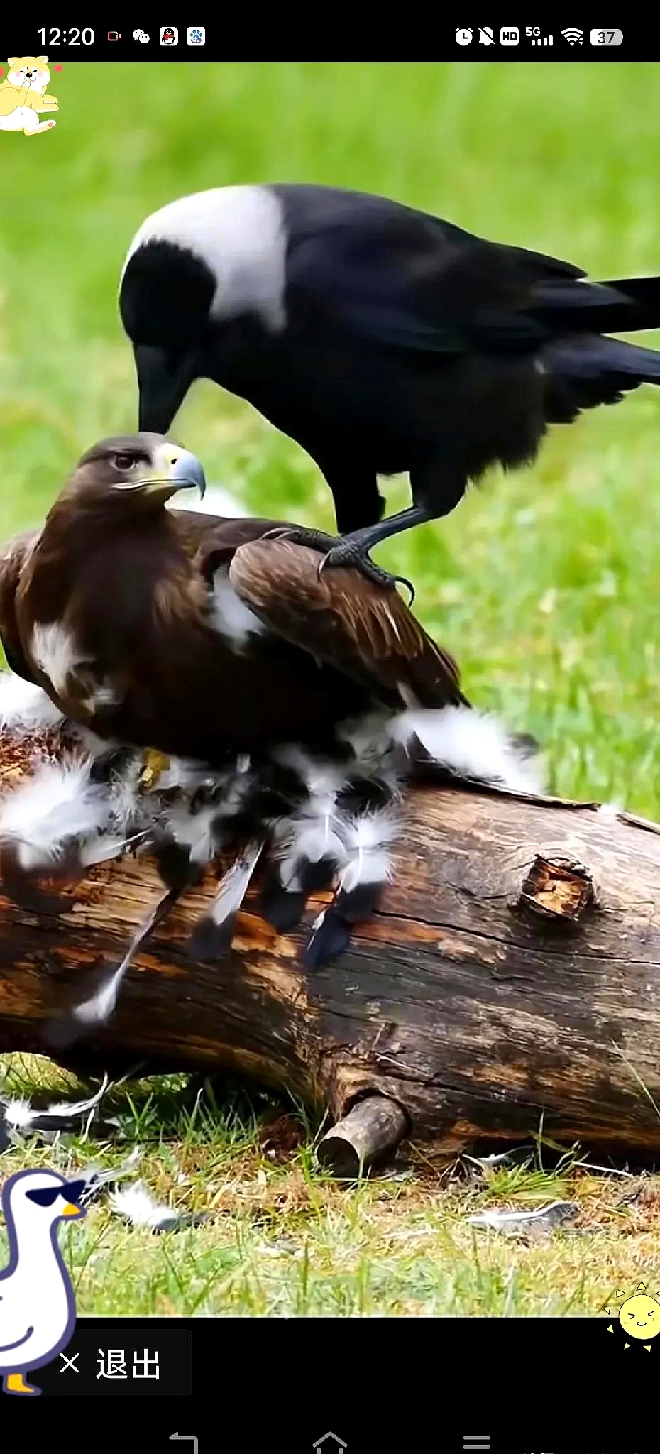 乌鸦给老鹰摘毛,颠覆认知!