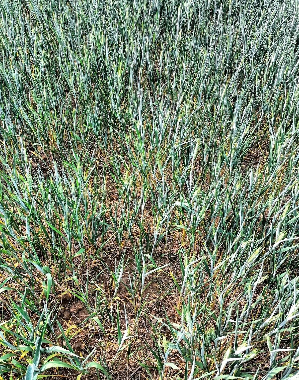 小麦现在已经长穗了,但因为天气干旱,麦穗还没开花