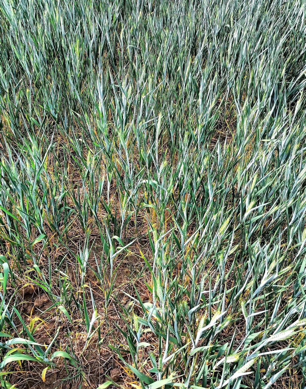 小麦现在已经长穗了,但因为天气干旱,麦穗还没开花