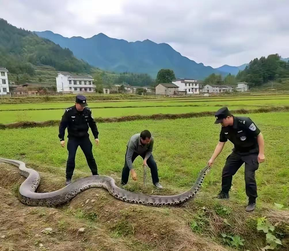 现在大家都外出打工,不怎么在家种地,森林越来越大了,像大蟒蛇这种